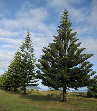Young Norfolk Island Pines